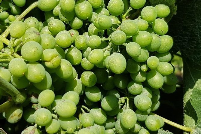 Our Magnificent Douro Valley - Douro Valley: A Picturesque Destination