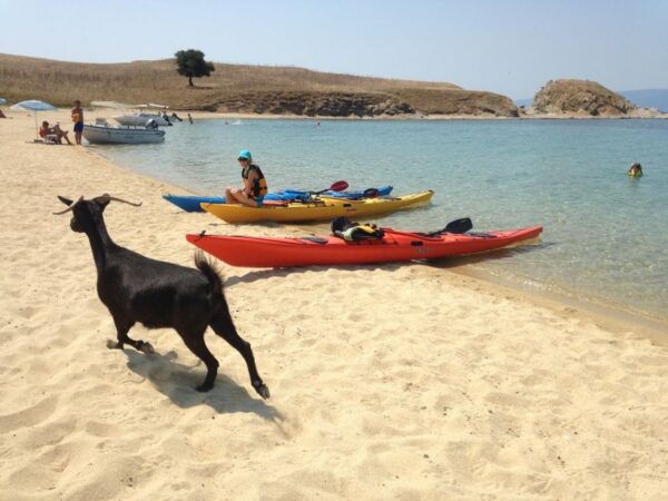 Ouranoupoli: Sea Kayaking Drenia Islands Private Day Tour - Additional Info