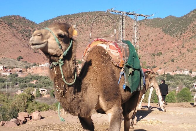 Ourika Valley - Operator and Price