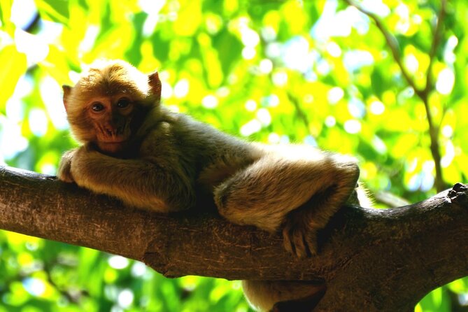 Ourika Valley Adventure at the Foot of the Atlas Mountain - Good To Know
