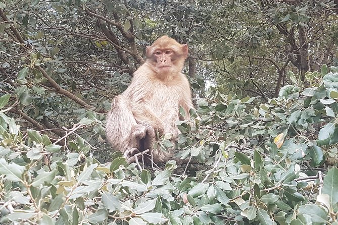 Ourika Valley Including Camel Ride Lunch and Guided Hike Day Tour From Marrakech - Important Information