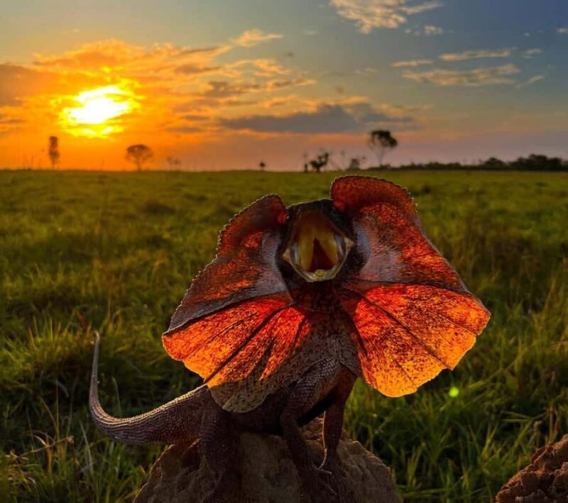 Outback Camp: Day Tour with Andrew Ucles - Exploring the Outback Camp with Andrew Ucles