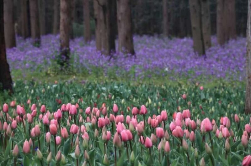 Outdoor Fun in Shanghai: Dongping Park Entry for 2-Person - Good To Know