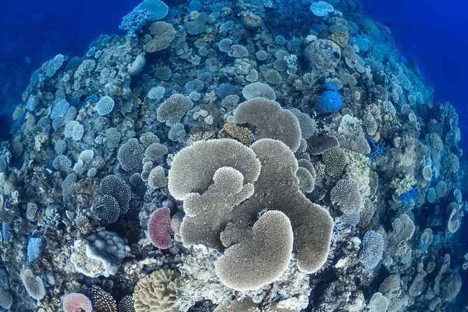 Outer Barrier Reef Sailing and Snorkeling Adventure From Port Douglas - Additional Information and Requirements