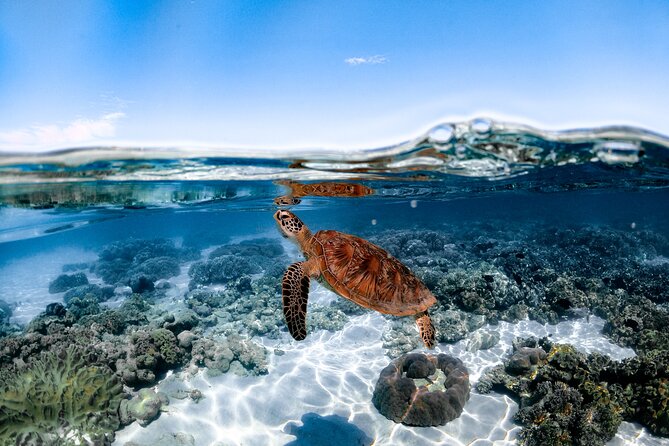 Outer Barrier Reef Sailing and Snorkeling Adventure From Port Douglas - Customer Reviews and Feedback