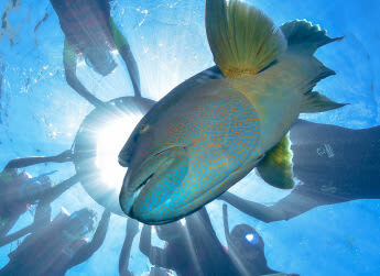 Outer Reef Pontoon Full Day Tour at Moore Reef - Optional extras and when they make sense