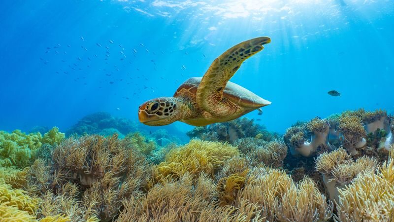 Outer Reef Pontoon Full Day Tour at Moore Reef - What to bring and how to plan
