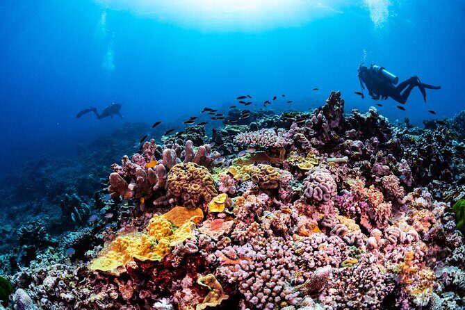Outer Reef Scuba Diving Day Tour from Agnes Water 1770 - Introduction: What Makes This Tour Stand Out?