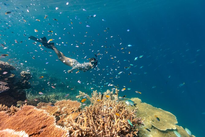 Outer Reef Snorkel Adventure in Airlie Beach - Additional Information