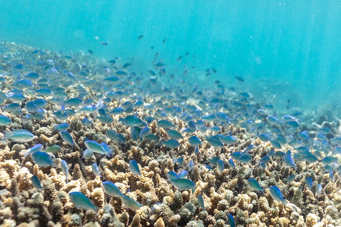 Outer Reef Snorkel Adventure in Airlie Beach - Directions