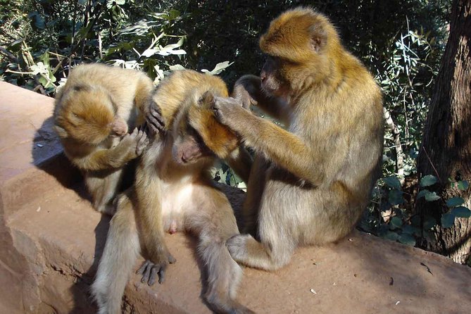Ouzoud Falls Day Trip From Marrakech - Safety Guidelines for Ouzoud Falls