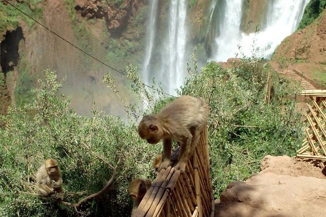 Ouzoud Falls Day Trip From Marrakech With Lunch - Pricing Details