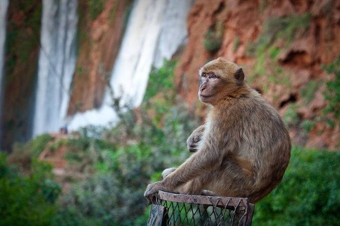Ouzoud Falls Day Trip From Marrakech With Lunch - Operator Details