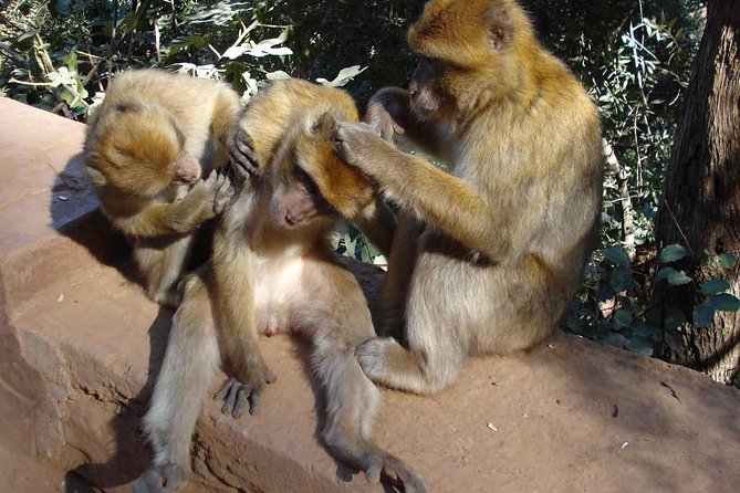 Ouzoud Water Falls Day Trip From Marrakech - Meeting and Pickup Details