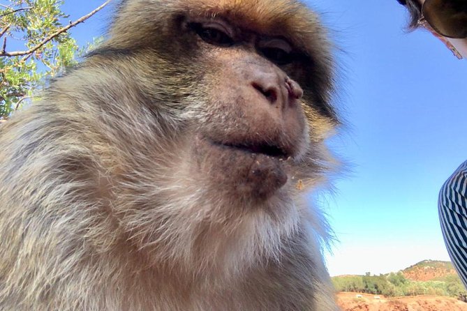 Ouzoud WaterFall 1 Day Tour - Additional Information