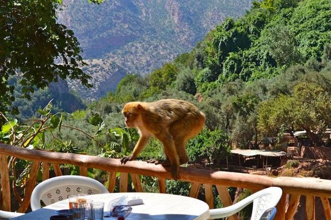 Ouzoud Waterfall & Middle Atlas Mountain Full-Day Tour From Marrakech - Tips for the Trip