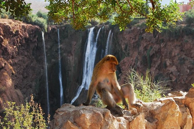 Ouzoud Waterfalls 1 Day Trip Excursion - Meeting Point and End Point