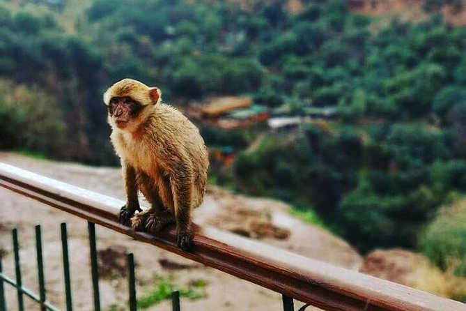 Ouzoud Waterfalls Day Tour From Marrakech - What To Expect