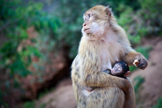 OUZOUD Waterfalls Day Trip - Common Questions