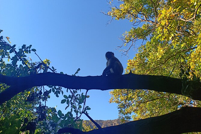 Ouzoud Waterfalls Day Trip From Marrakech - Directions and Travel Tips