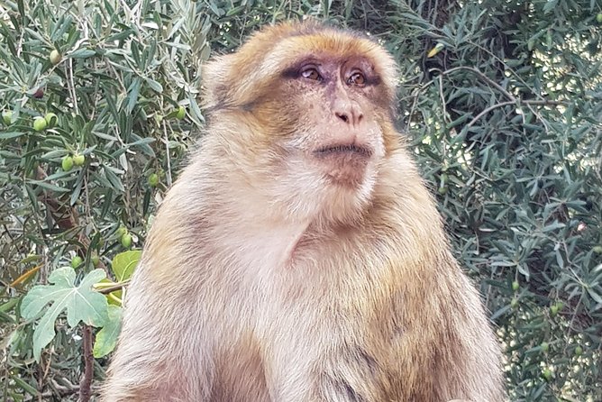 Ouzoud Waterfalls Day Trip From Marrakech With Boat Trip! - Reviews From Viator Travelers