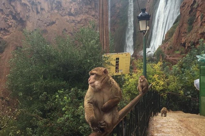 Ouzoud Waterfalls: Private or Small-Group Daytrip From Marrakech - Pricing and Booking Details