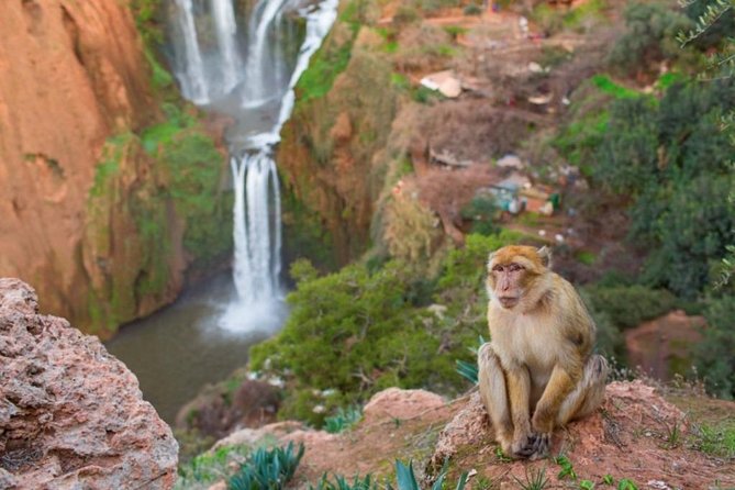 Ouzoud Waterfalls Shared Day Trip From Marrakech - Cancellation Policy