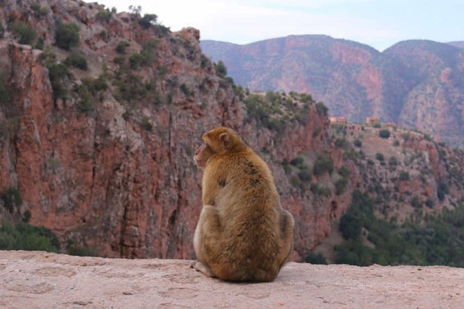 Ouzoud Waterfalls Tour From Marrakech In Group - Directions