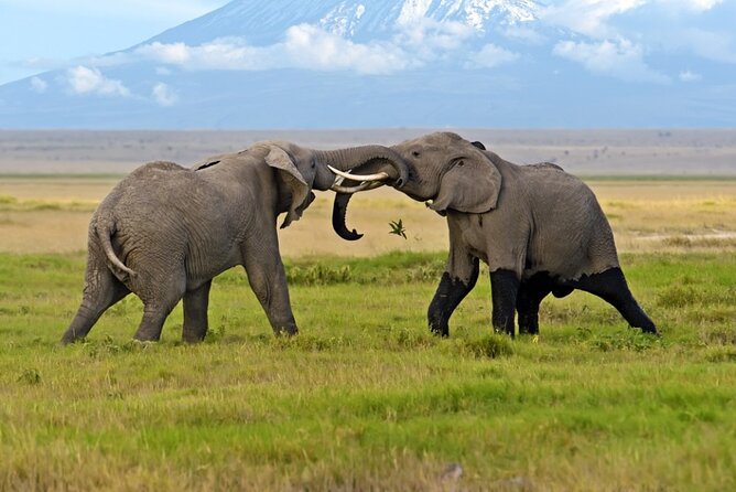 Overnight Amboseli National Park Safari - Additional Information