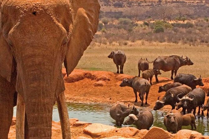 Overnight Amboseli National Park Safari - Cancellation Policy