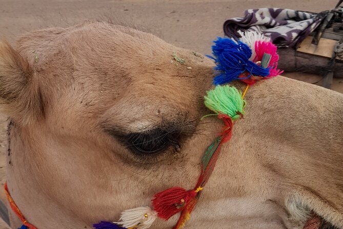 Overnight Camel Trek in Merzouga Dunes - The Sum Up