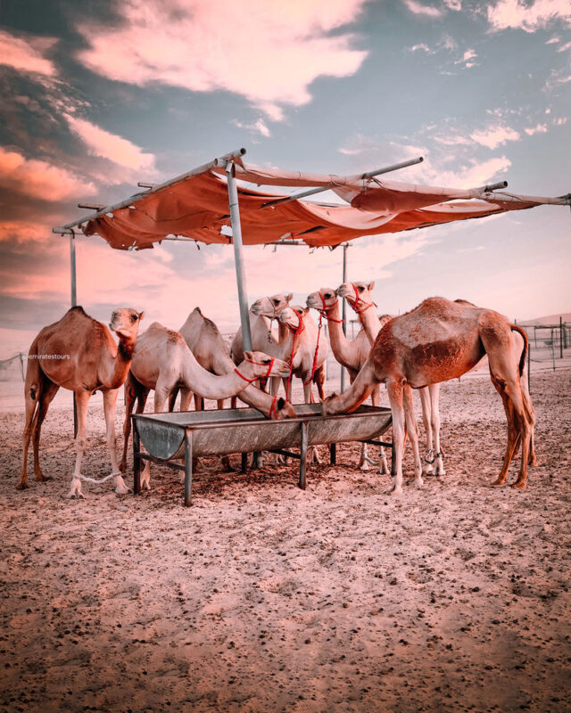 Overnight Desert Safari & Camp Experience - Sandboarding and camel riding slow the pace