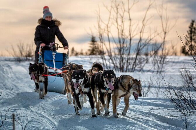 Overnight Dog Sledding Adventure - Introducing the Overnight Dog Sledding Adventure in Fairbanks