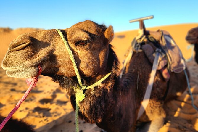 Overnight Experience From Merzouga in Dunes of Erg Chebbi - Pickup and Departure Details