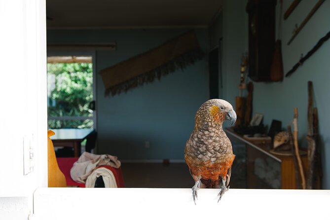 Overnight Experience Tour on Kapiti Island - Select Date and Travelers