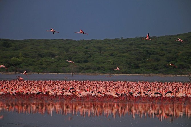 Overnight Flamingo Watching Safari: Lake Bogoria & Lake Nakuru - Accommodation Information