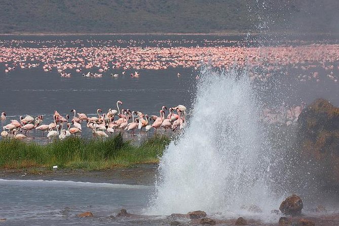 Overnight Flamingo Watching Safari: Lake Bogoria & Lake Nakuru - Meals Included