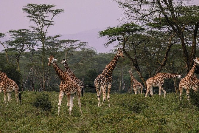 Overnight Flamingo Watching Safari: Lake Bogoria & Lake Nakuru - Transportation Logistics