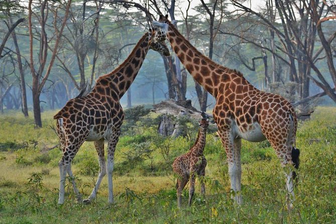 Overnight Flamingo Watching Safari: Lake Bogoria & Lake Nakuru - Cancellation Policy