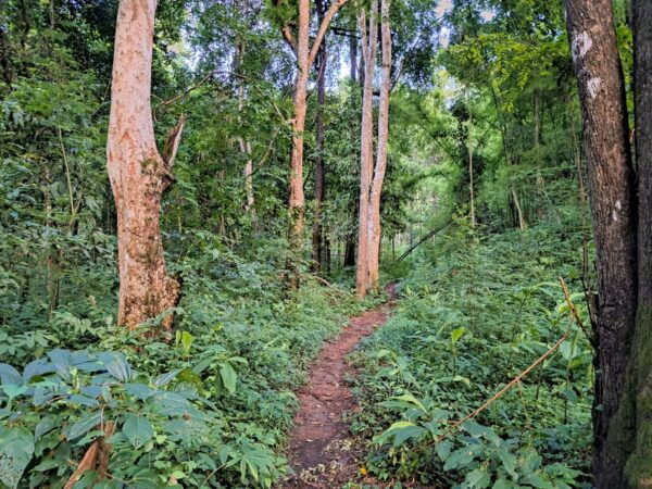Overnight High Mountain Trek and Homestay Experience - Transportation Information