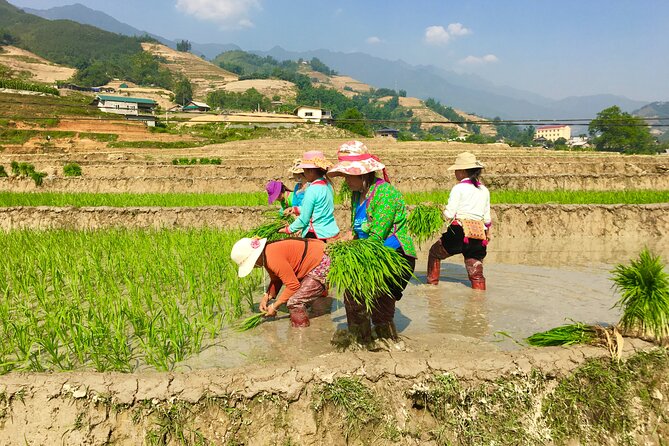 Overnight Homestay in Sapa 2 Days 1 Night - Traveler Reviews