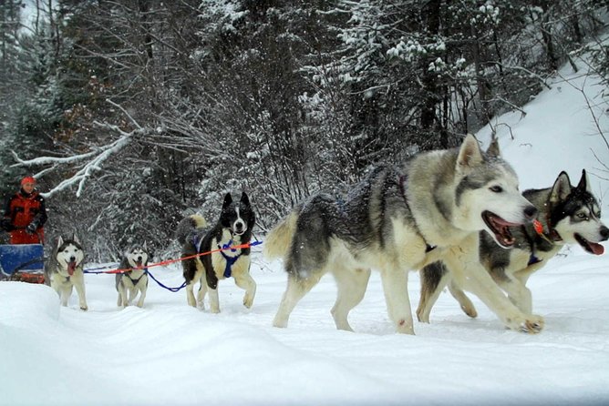 Overnight in Terelj With Nomadic Family Including FREE Horse Ride and Dog Sled - Cultural Immersion Activities