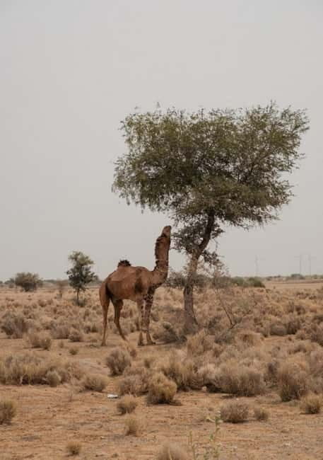 Overnight Jaisalmer Sand Dunes Experience in a Luxury Tent - What to Bring