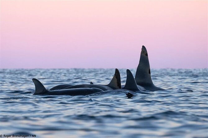 Overnight Northern Lights and Whale Safari - Trip Inclusions
