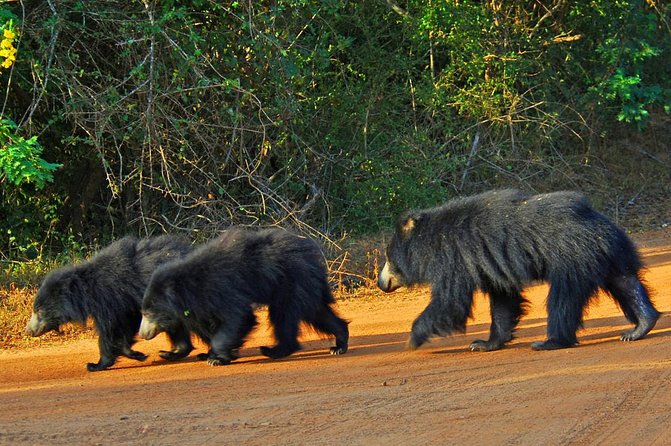 Overnight Private Leopard Safari With Luxury Tented Camping - Pricing and Guarantee