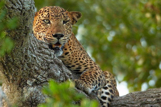 Overnight Private Leopard Safari With Luxury Tented Camping - Reviews and Ratings