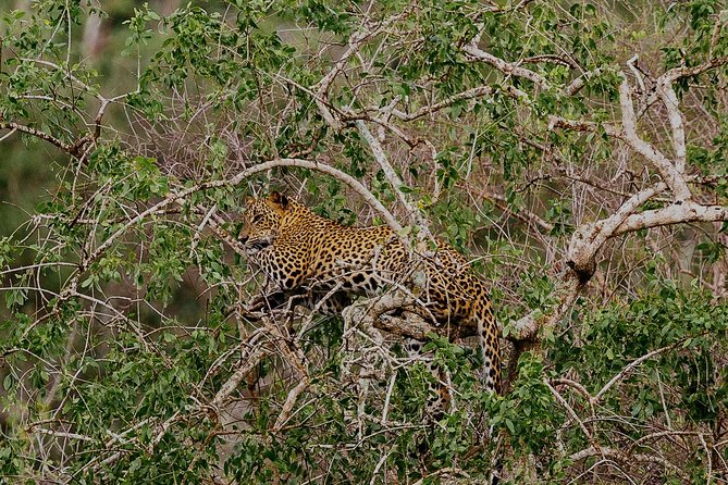 Overnight Private Leopard Safari With Luxury Tented Camping - Accommodation and Amenities