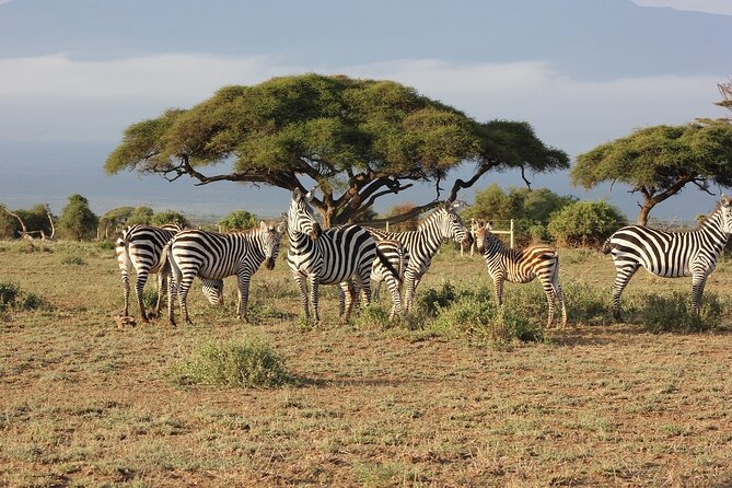 Overnight Private Safari to Maasai Mara From Nairobi - Good To Know