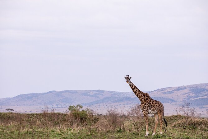 Overnight Private Safari to Maasai Mara From Nairobi - Price and Booking