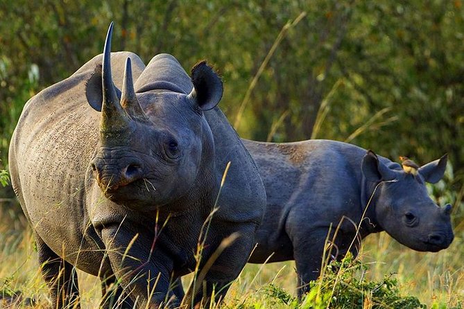 Overnight Safari To Aberdare National Park From Nairobi - Pickup Details